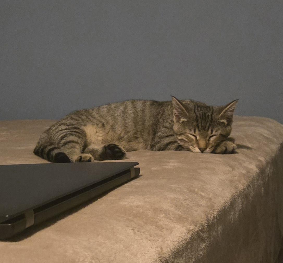 Chai, a Adoptable Domestic Short Hair in Bethel Park, PA image 4/6