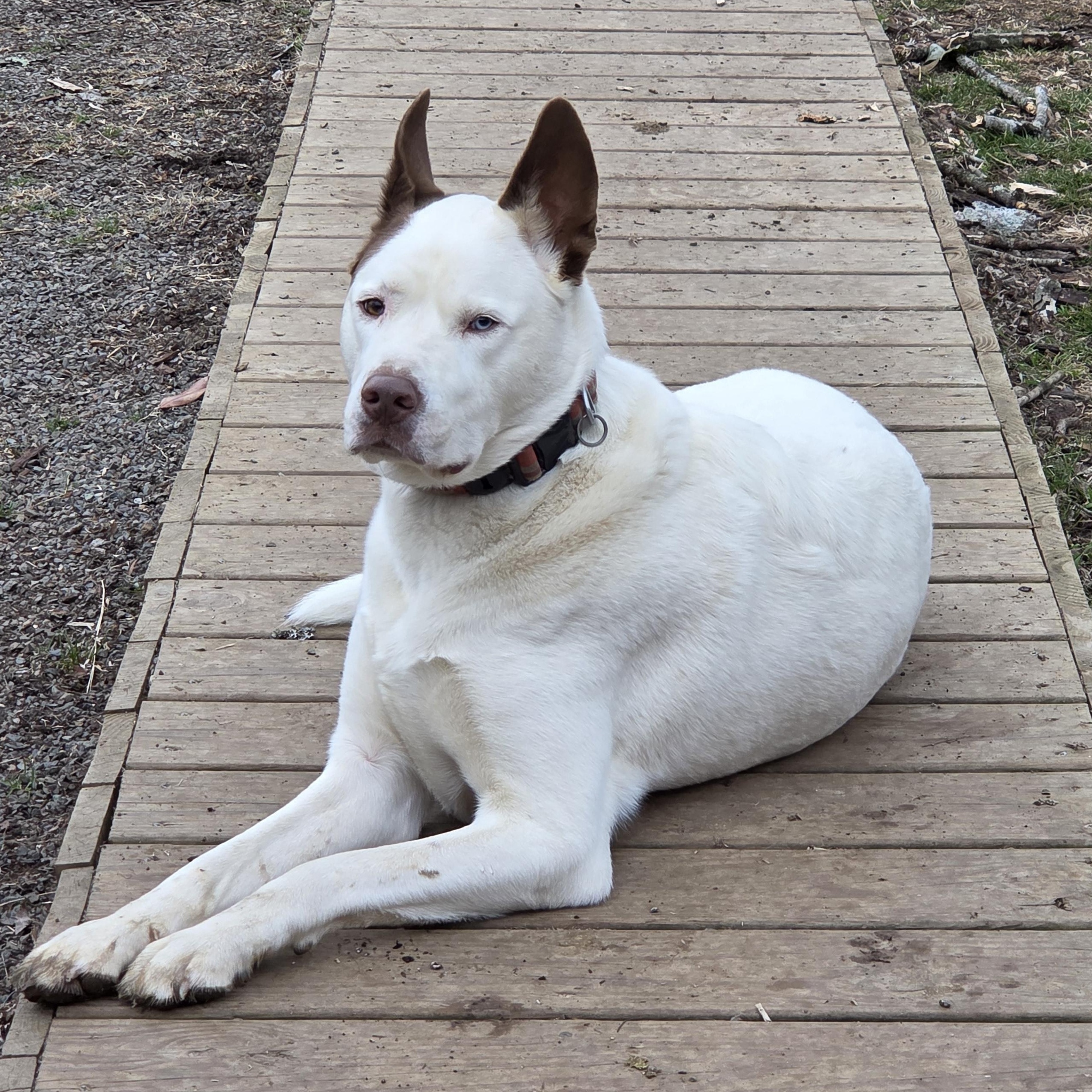 Enlarge Parker, a ADOPTABLE mixed breed in Cary, NC image 1/1