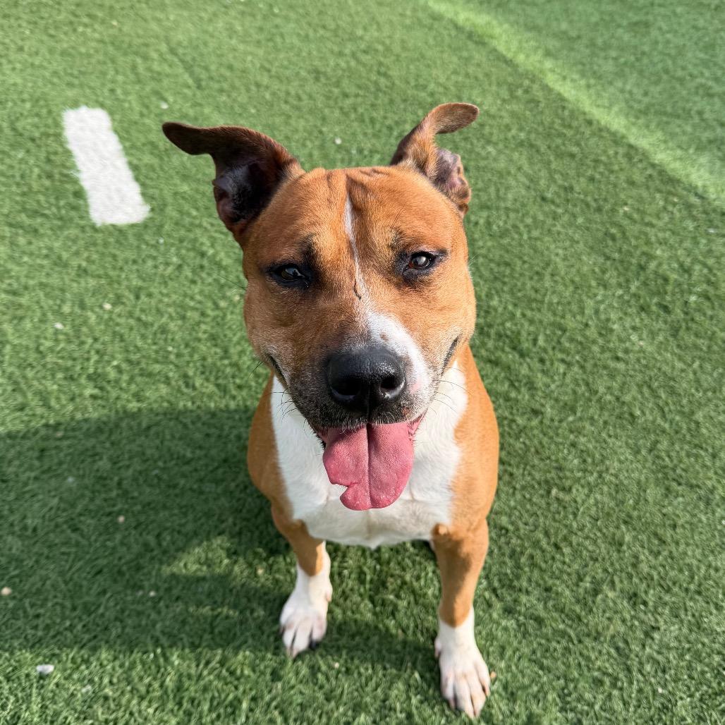 Jupiter, Adoptable, Senior Male Mixed Breed.