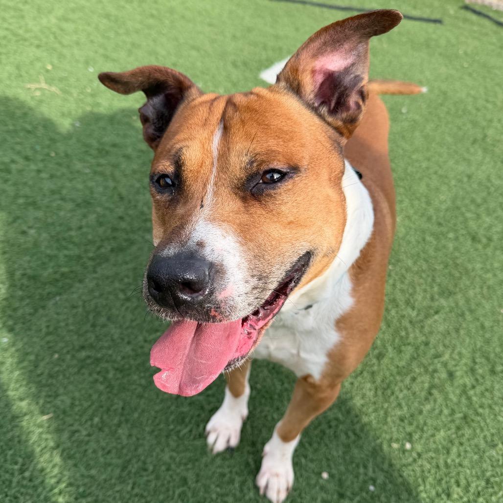 Jupiter, Adoptable, Senior Male American Staffordshire Terrier & Mixed Breed.