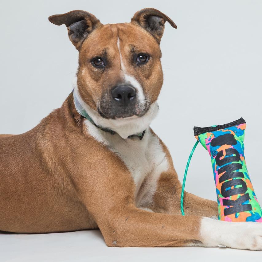 Enlarge Jupiter, a Adoptable mixed breed in Batavia, OH image 2/6