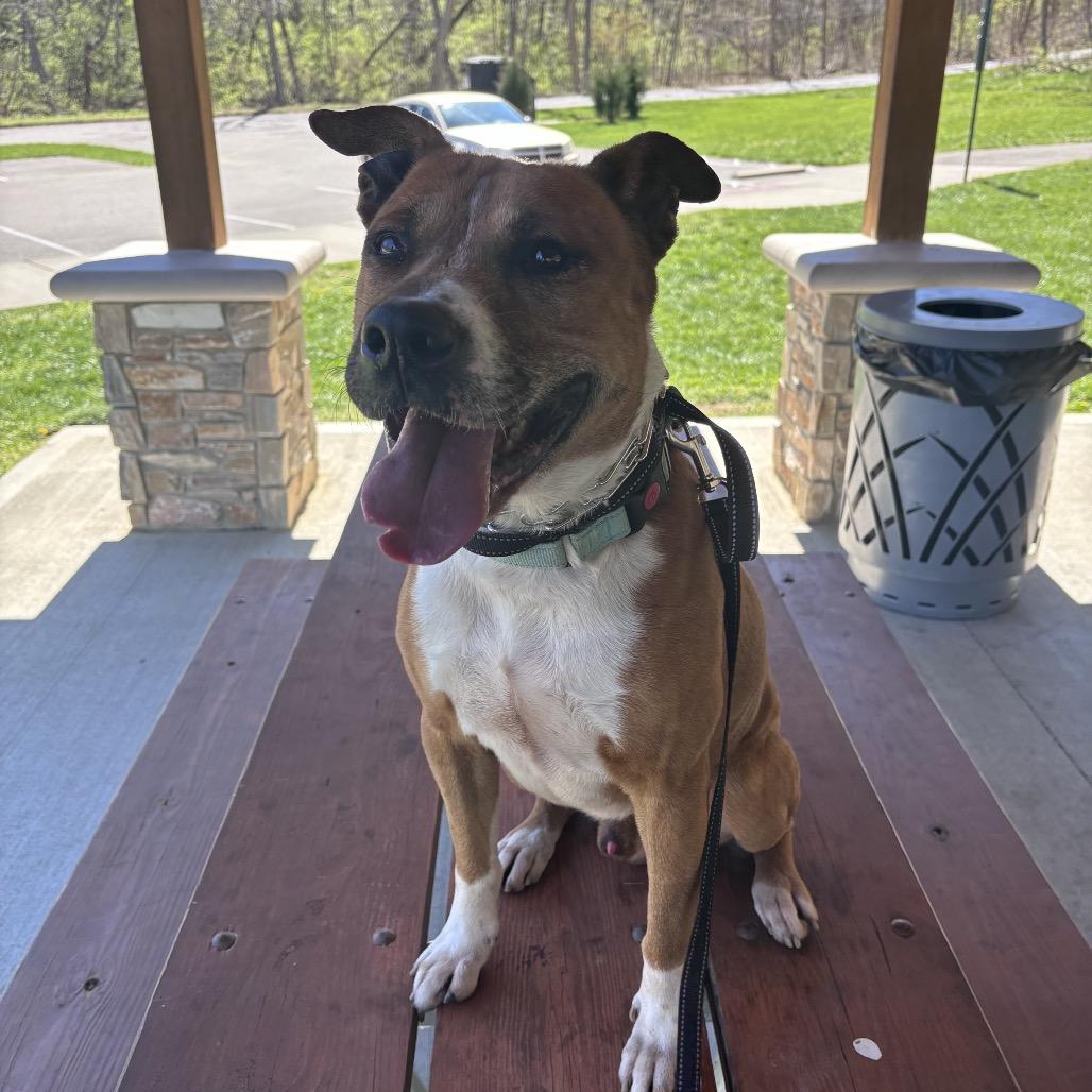 Enlarge Jupiter, a Adoptable Mixed Breed in Batavia, OH image 3/4