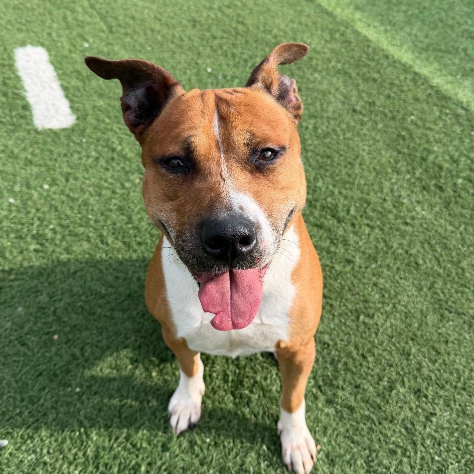 Enlarge Jupiter, a Adoptable mixed breed in Batavia, OH image 3/6