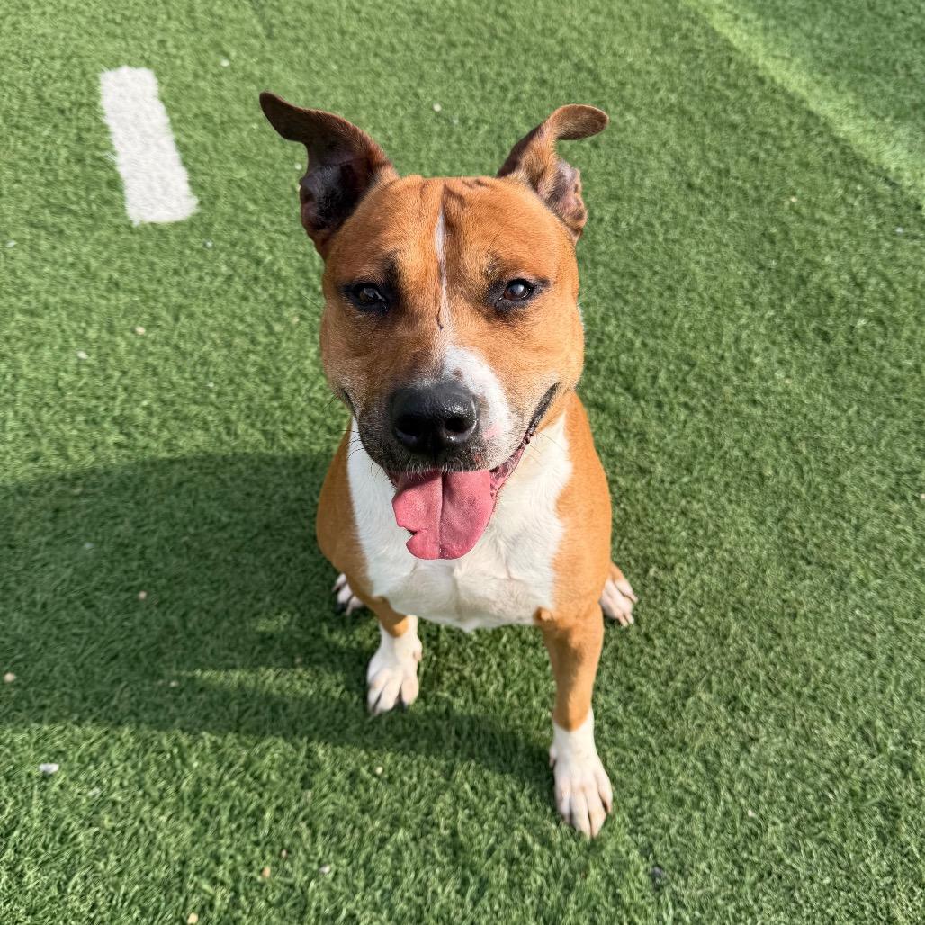 Enlarge Jupiter, a Adoptable Mixed Breed in Batavia, OH image 4/4