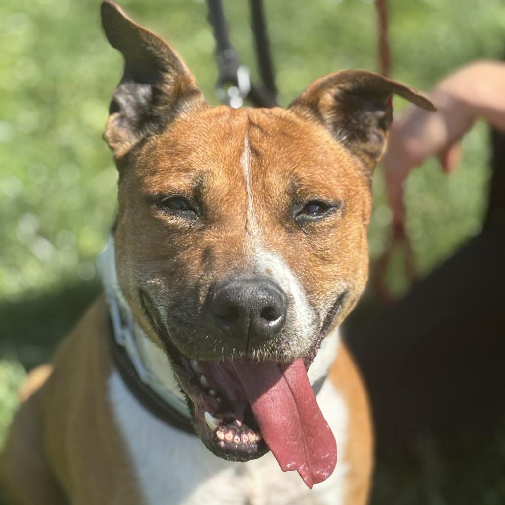 Enlarge Jupiter, a Adoptable mixed breed in Batavia, OH image 5/6