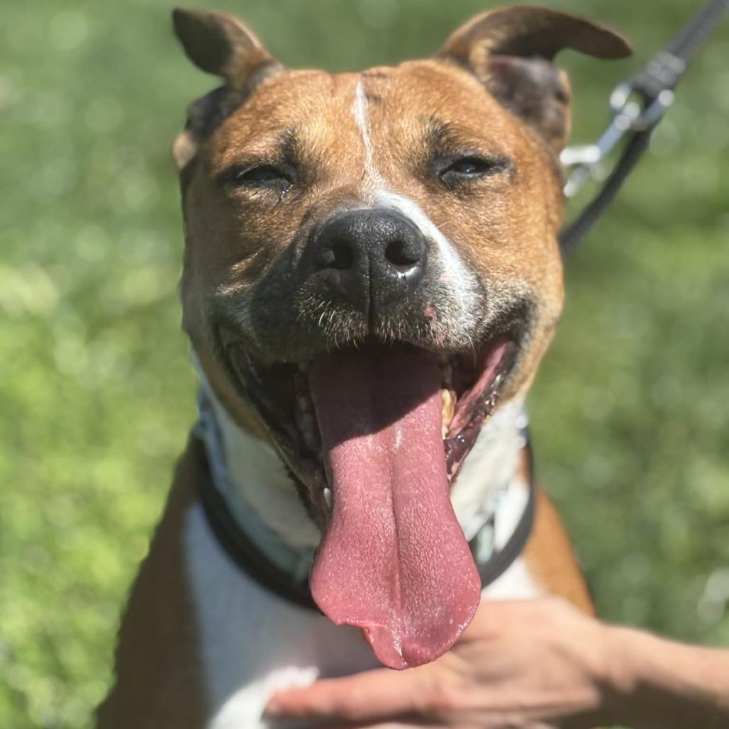 Enlarge Jupiter, a Adoptable mixed breed in Batavia, OH image 6/6