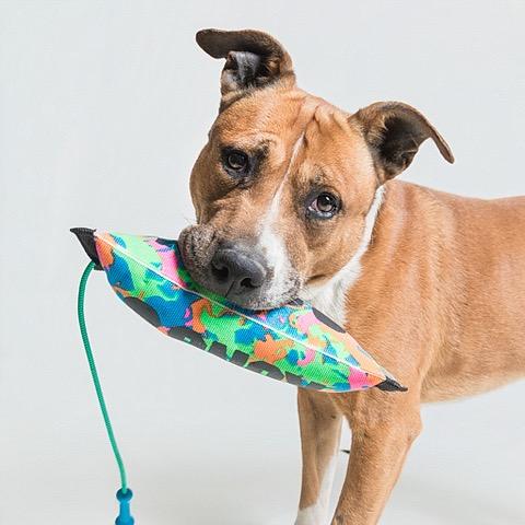 Enlarge Jupiter, a Adoptable mixed breed in Batavia, OH image 6/6