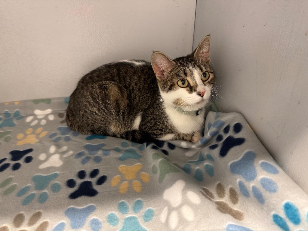 Kamyle-Adoptable, Adoptable, Young Female Domestic Short Hair.