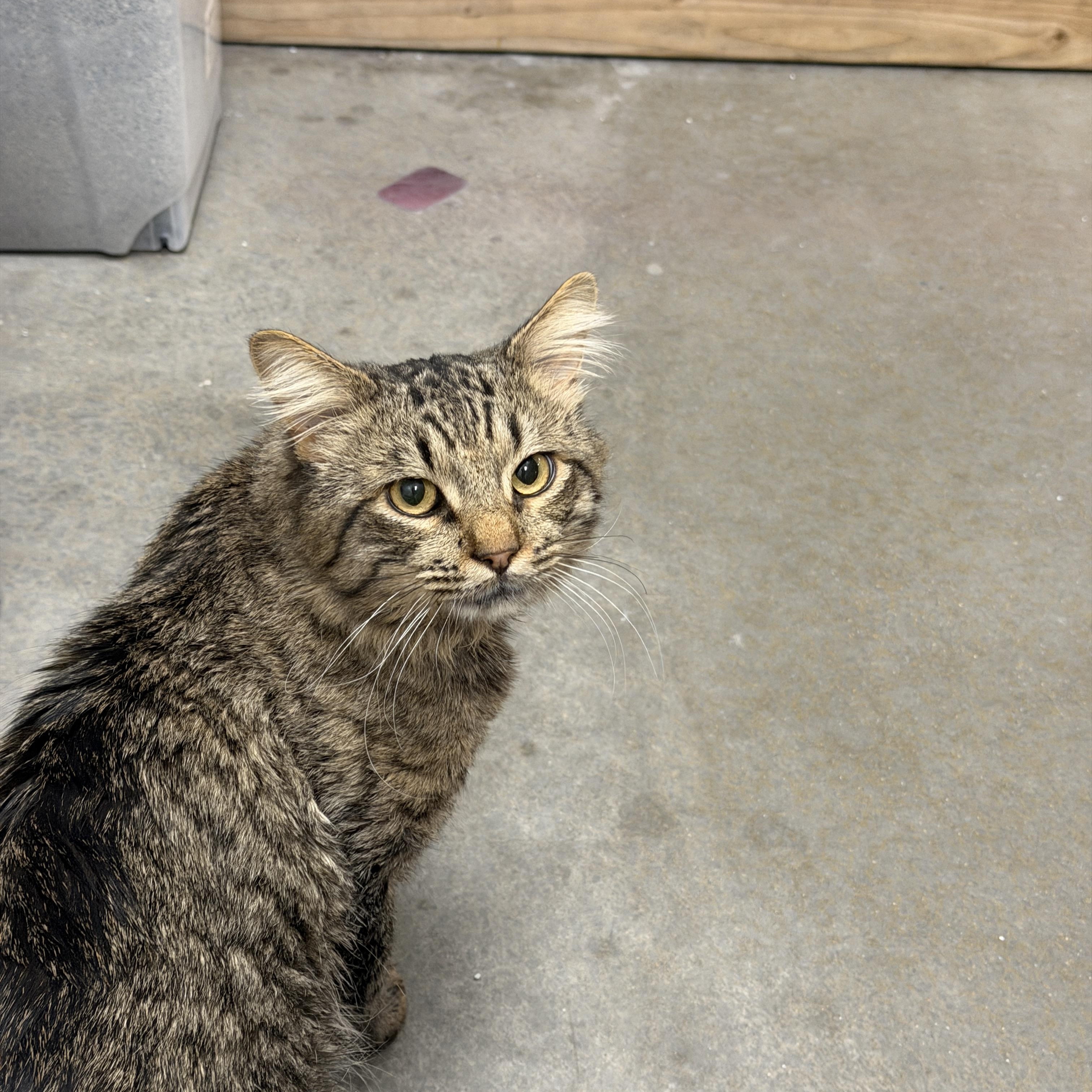 Enlarge Steve, an adopted Domestic Medium Hair in Chandler, AZ image 3/3