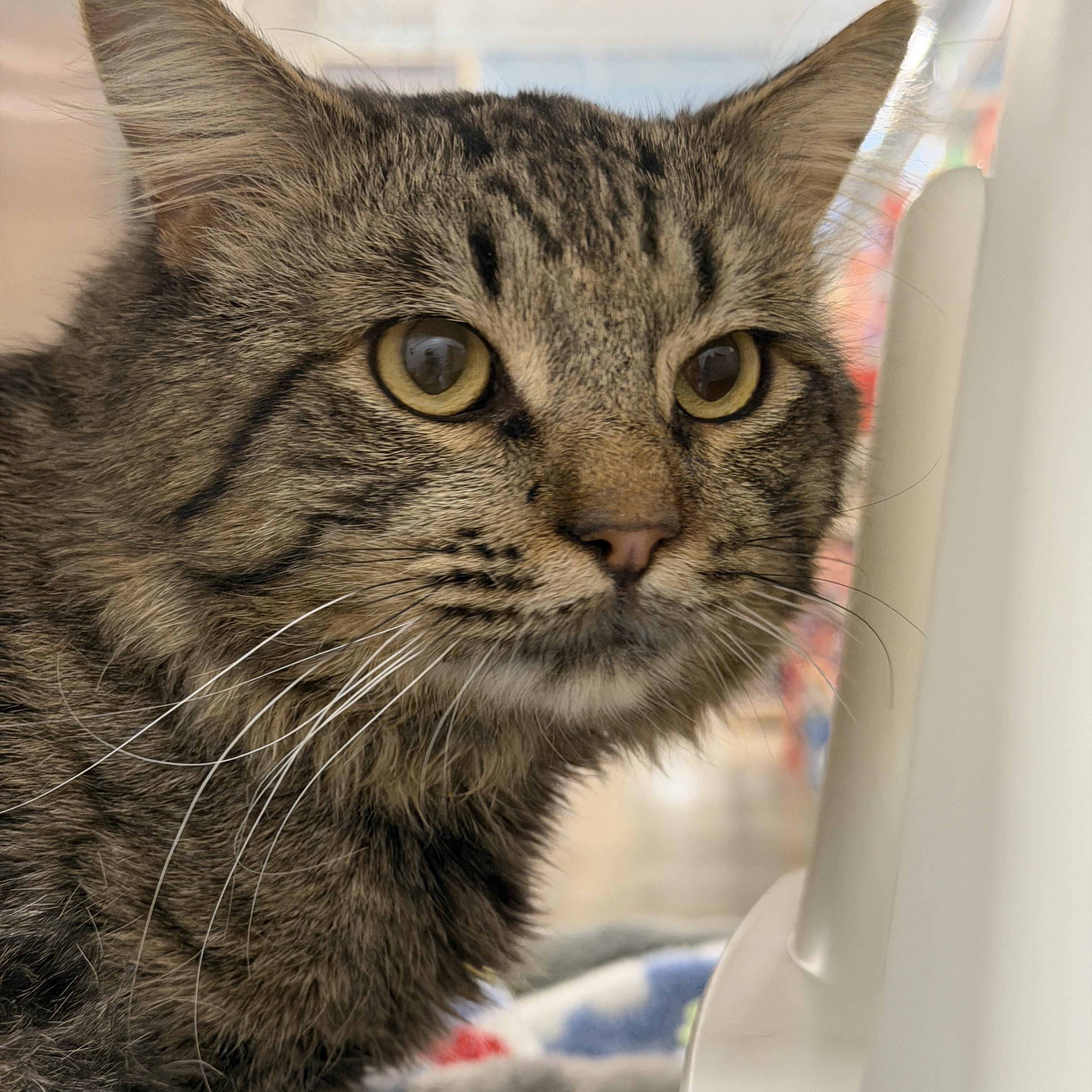 Enlarge Steve, an adopted Domestic Medium Hair in Chandler, AZ image 2/3