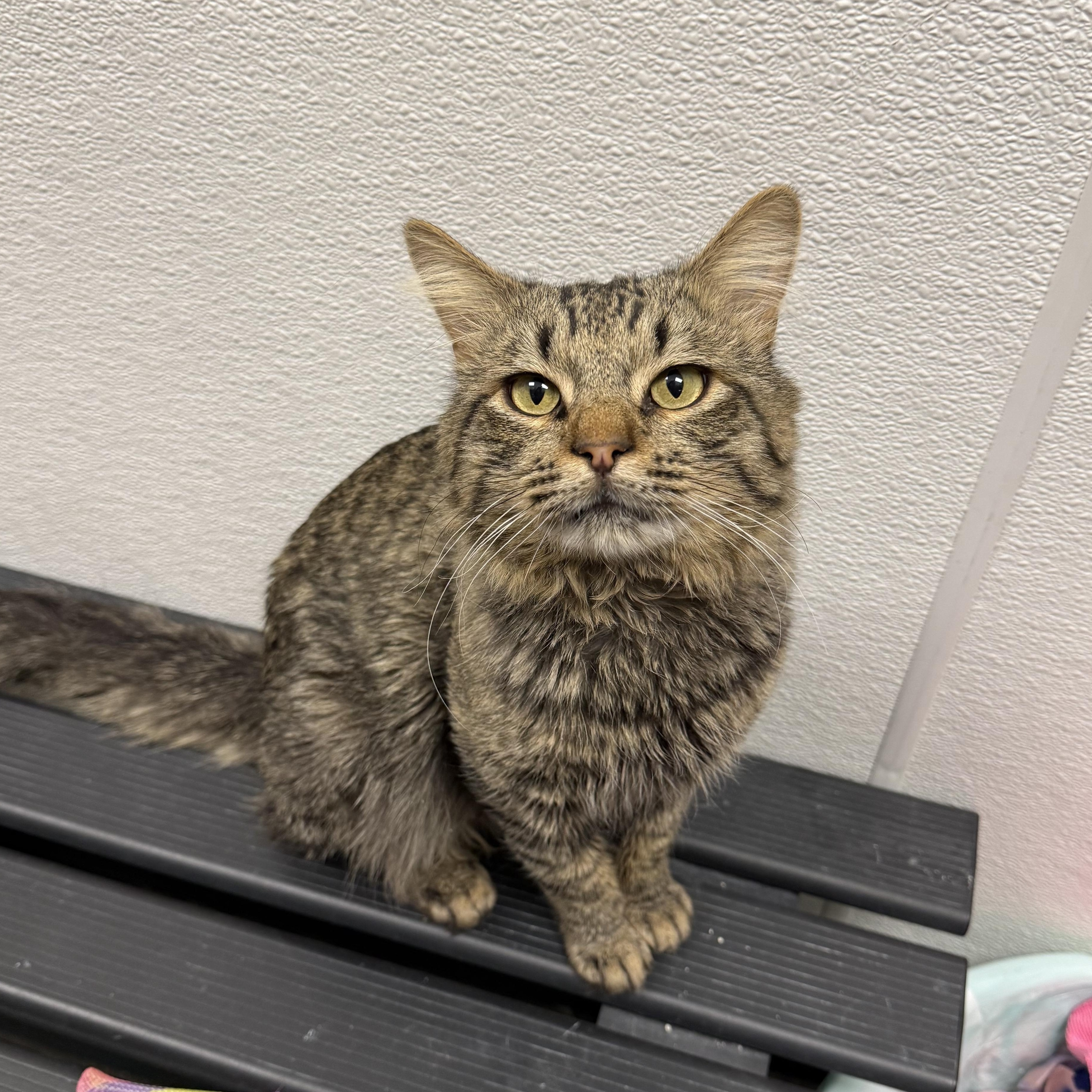 Steve, adopted, Adult Male Domestic Medium Hair.