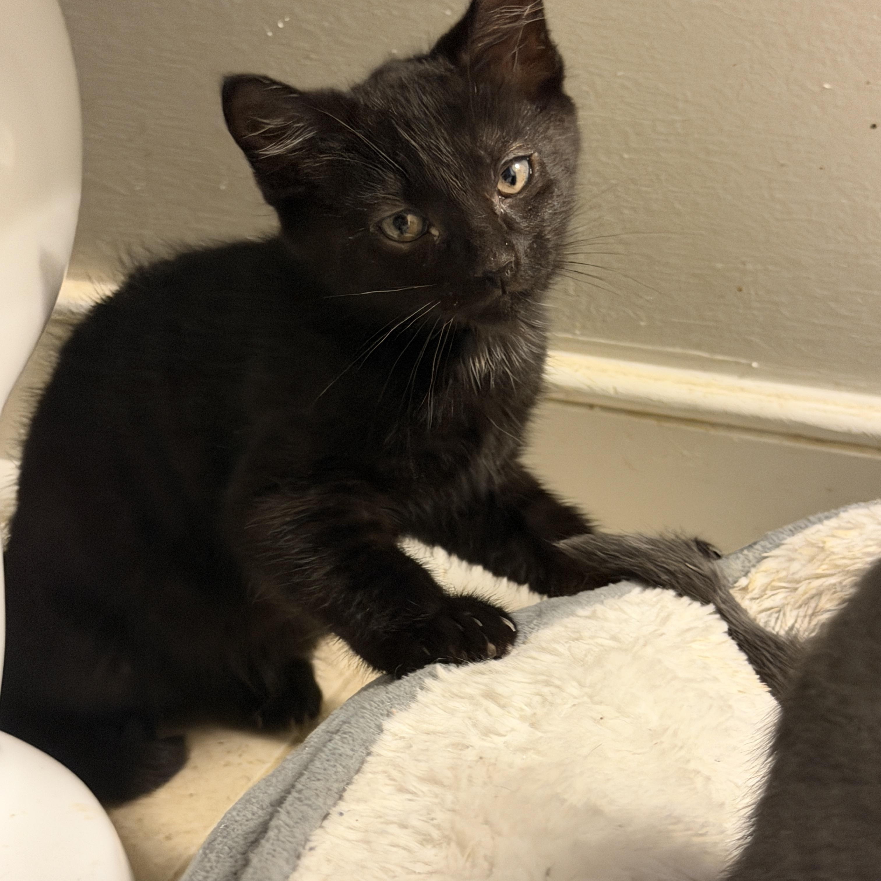 Enlarge Coal, a ADOPTABLE American Shorthair in North Chesterfield, VA image 1/1