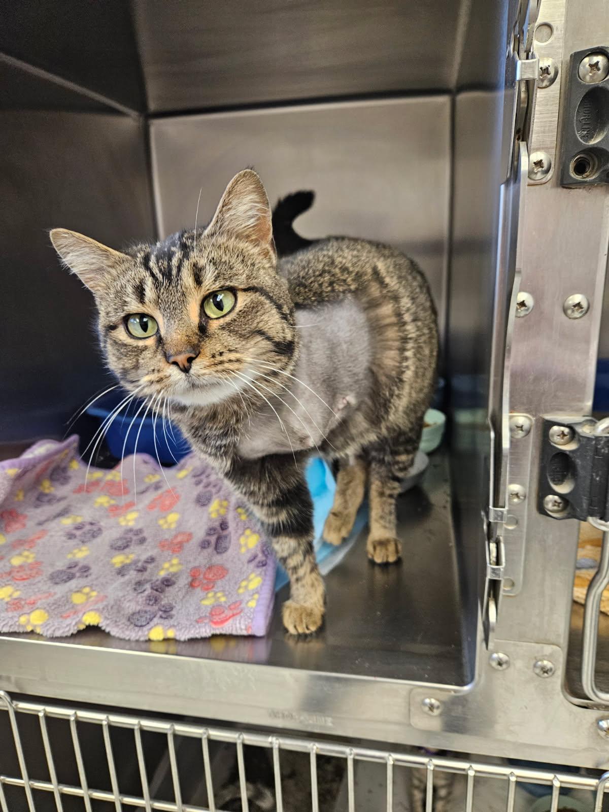 Enlarge Poppy, an adopted Domestic Short Hair in Mansfield, OH image 1/1