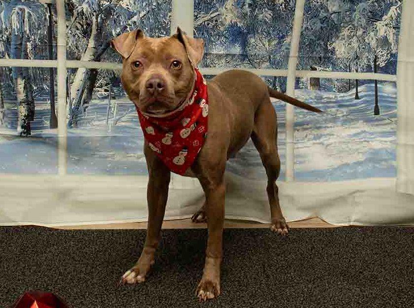 Enlarge Scrooge McDuck, a ADOPTABLE mixed breed in Sanford, FL image 3/3