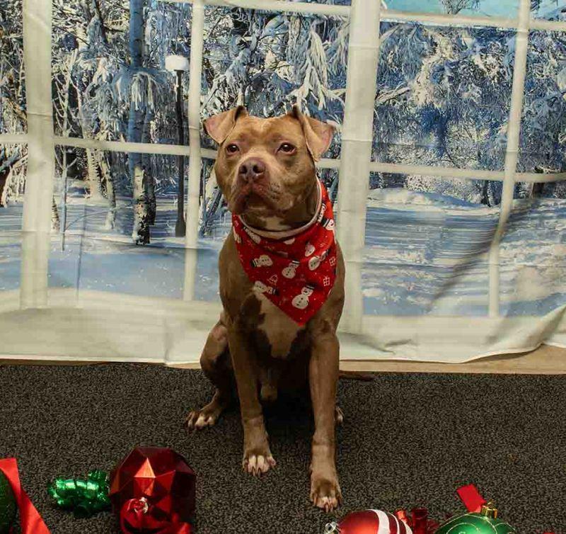 Enlarge Scrooge McDuck, a ADOPTABLE mixed breed in Sanford, FL image 2/3