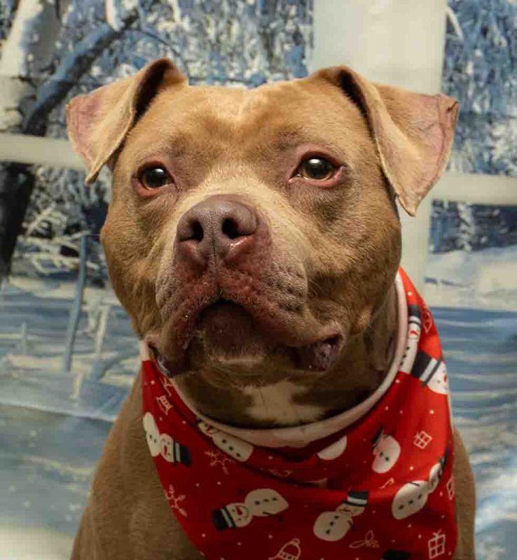 Enlarge Scrooge McDuck, a ADOPTABLE mixed breed in Sanford, FL image 1/3