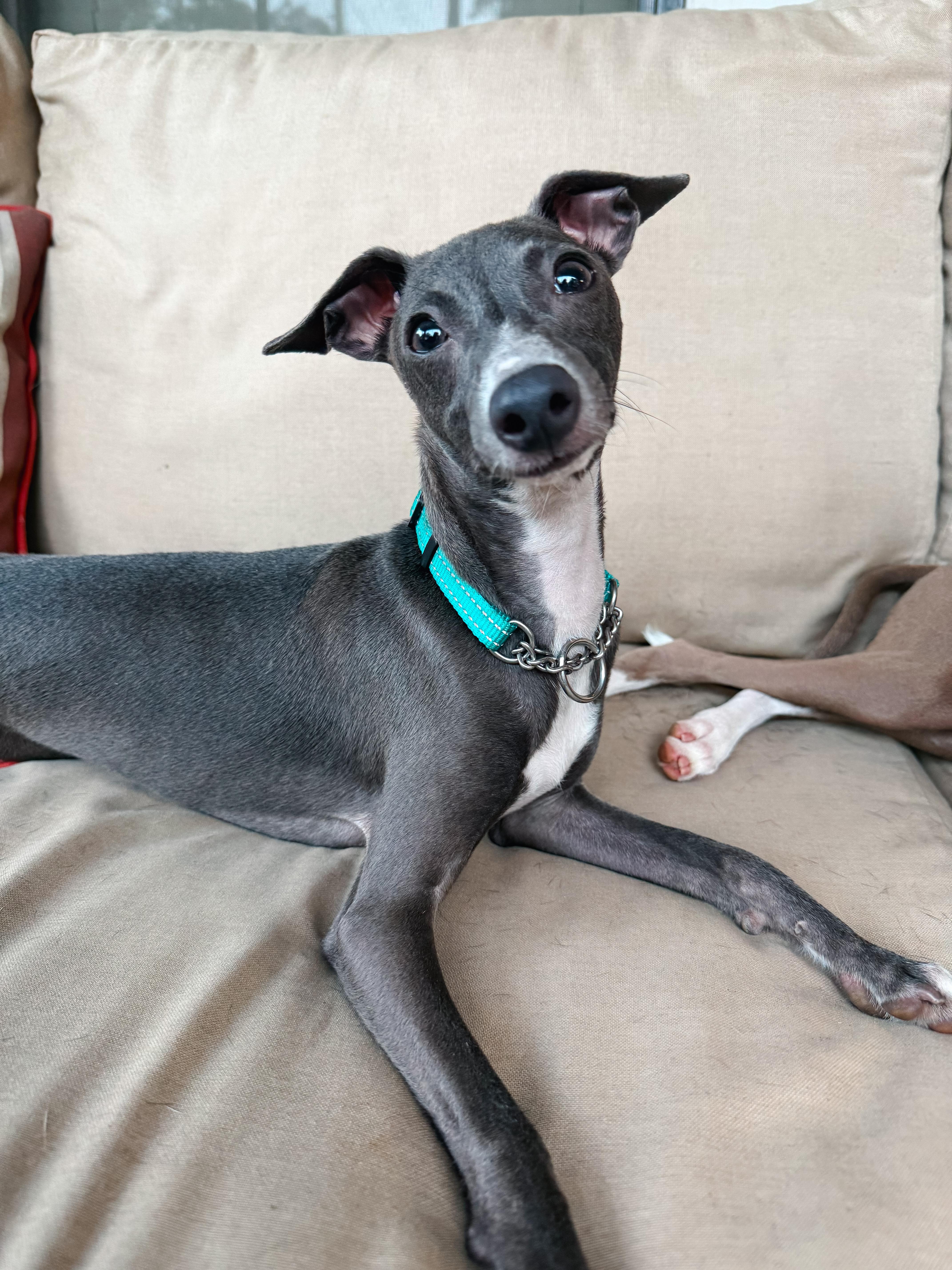 Enlarge Melody, a Adopted Italian Greyhound in Atlanta, GA image 3/5