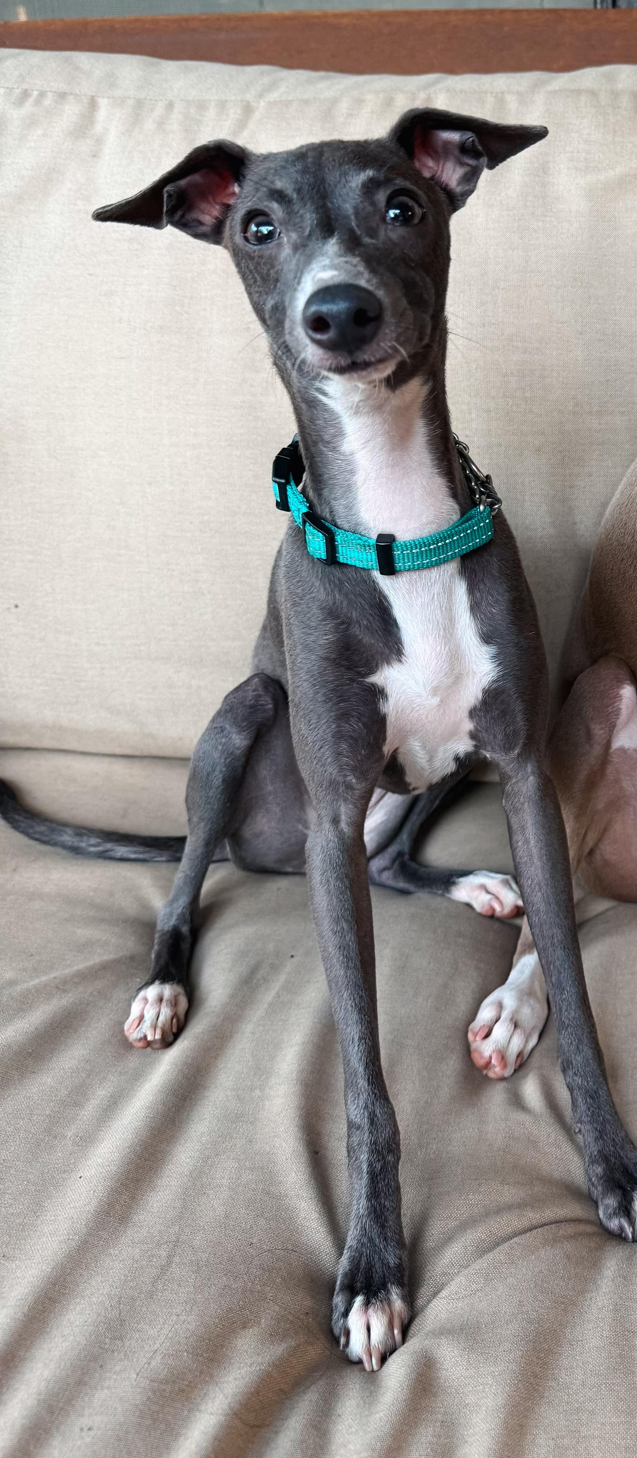 Enlarge Melody, a Adopted Italian Greyhound in Atlanta, GA image 2/5