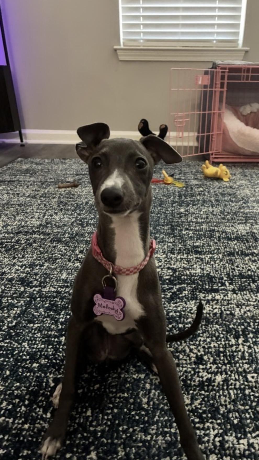 Enlarge Melody, a Adopted Italian Greyhound in Atlanta, GA image 5/5