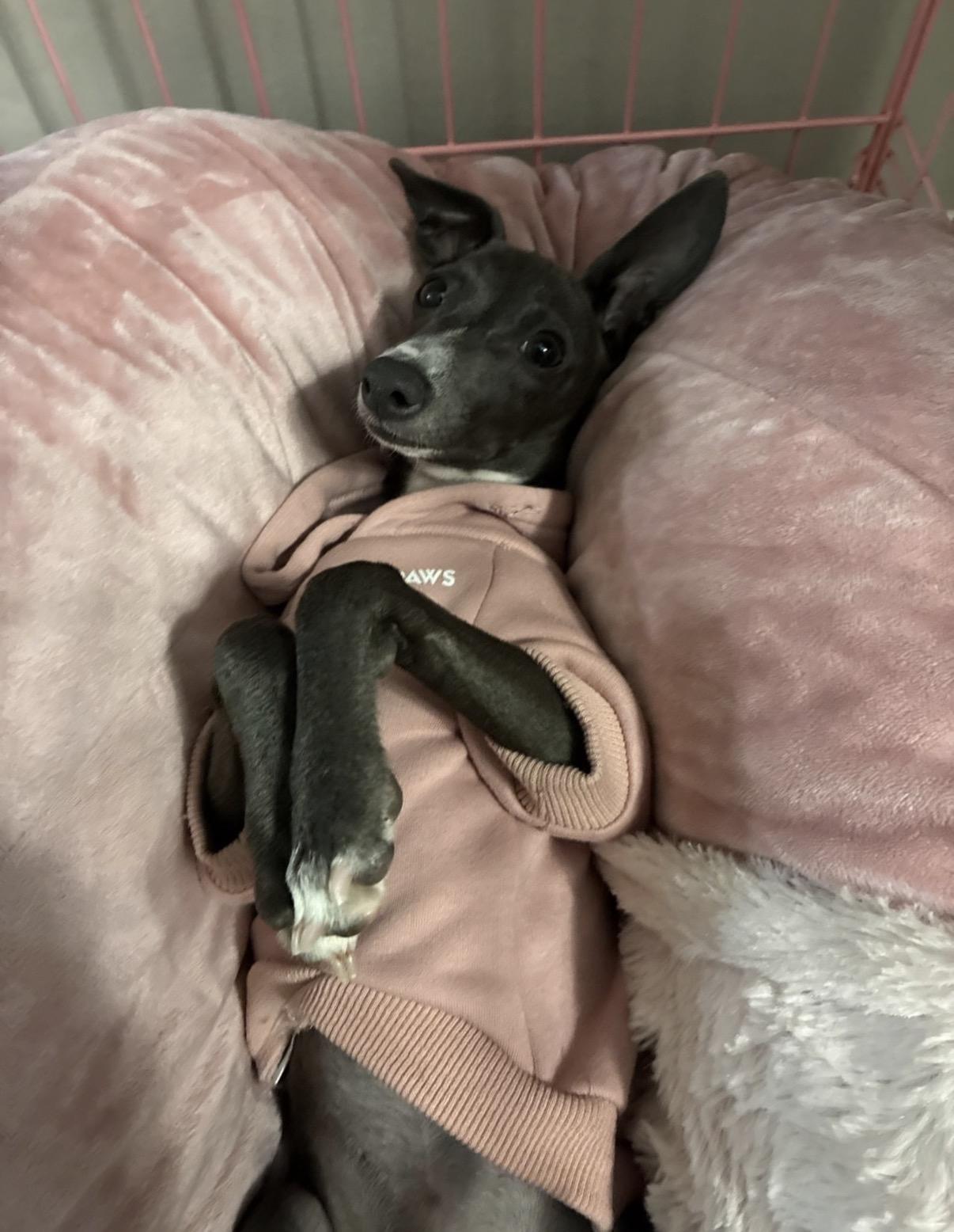 Enlarge Melody, a Adopted Italian Greyhound in Atlanta, GA image 4/5