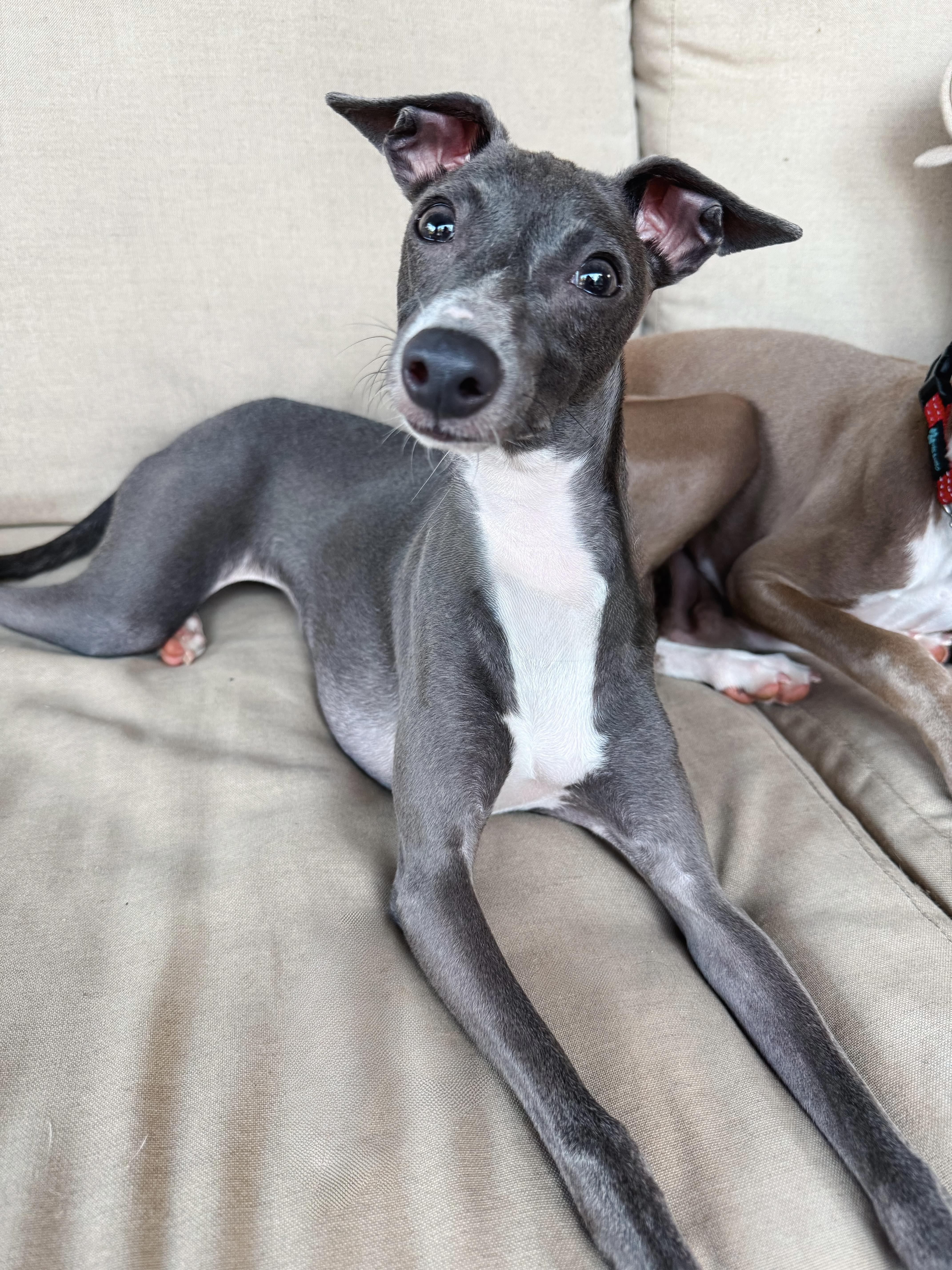 Melody, Adopted, Puppy Female Italian Greyhound.