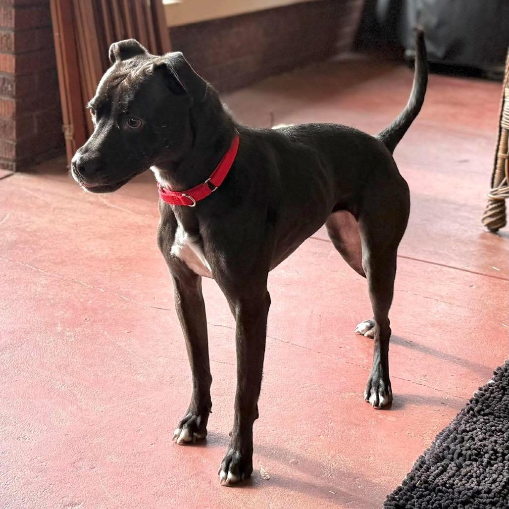 Luna, Adoptable, Adult Female Boxer & Pit Bull Terrier.