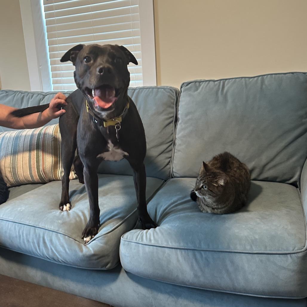 Luna, a Adoptable mixed breed in Louisville, KY image 2/6