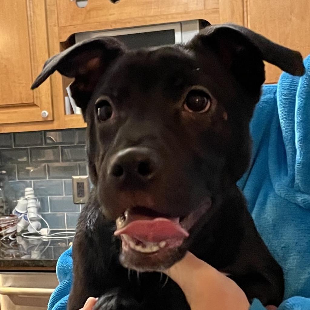 Luna, a Adoptable mixed breed in Louisville, KY image 3/6