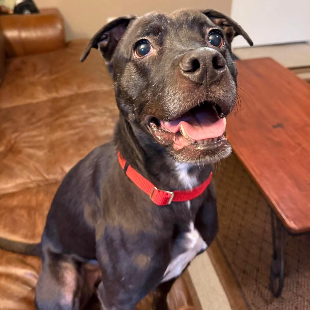 Luna, a Adoptable mixed breed in Louisville, KY image 4/6