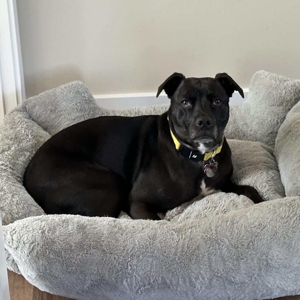 Luna, a Adoptable mixed breed in Louisville, KY image 5/6