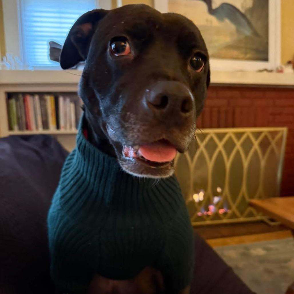Luna, a Adoptable mixed breed in Louisville, KY image 6/6
