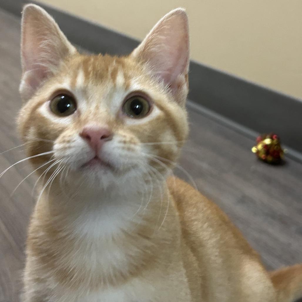 Megatron, Adoptable, Kitten Male American Shorthair.