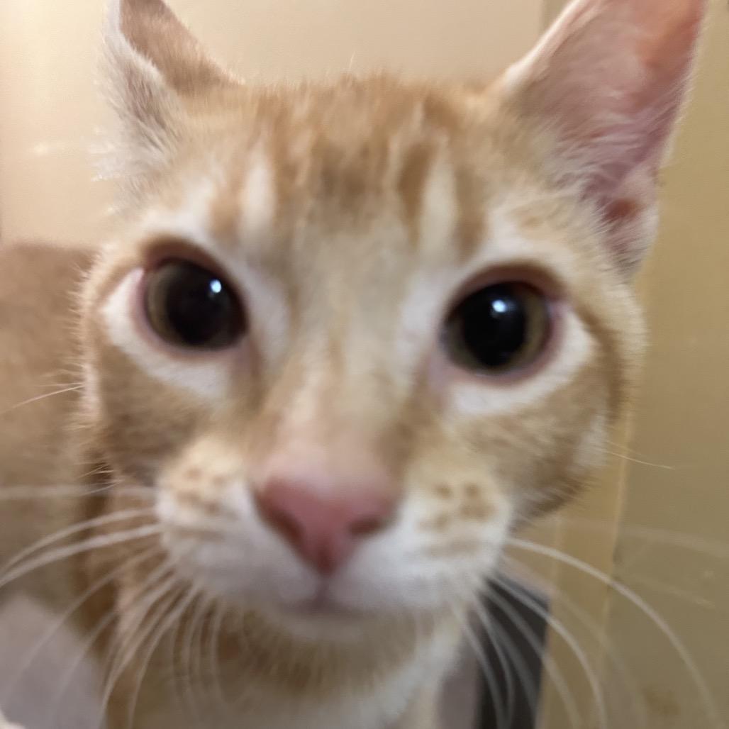 Enlarge Megatron, a Adoptable American Shorthair in Danville, KY image 2/3