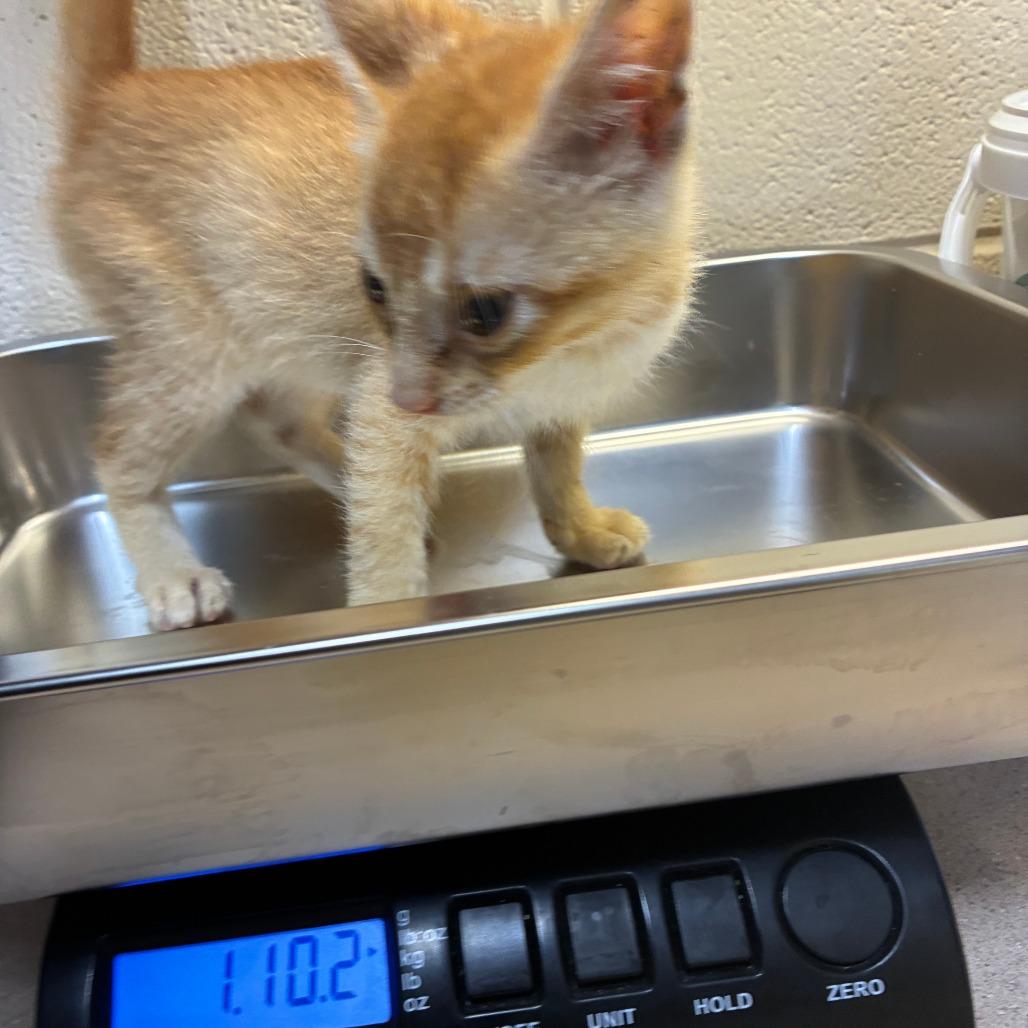 Enlarge Megatron, a Adoptable American Shorthair in Danville, KY image 3/3