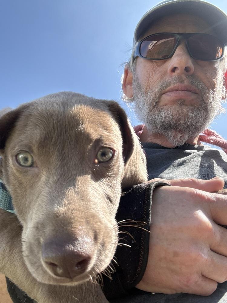 Anderson, Adopted, Puppy Male Dachshund & Catahoula Leopard Dog.