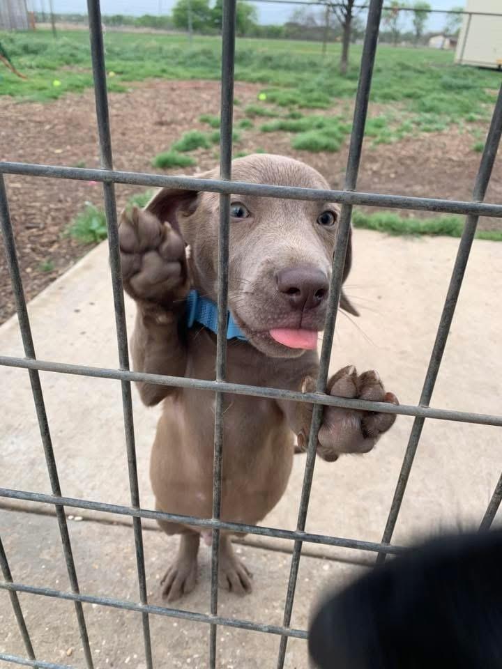 Enlarge Anderson, a Adopted mixed breed in Sanger, TX image 2/3