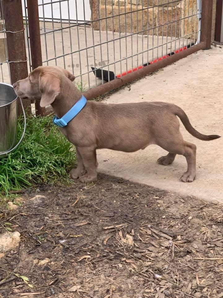 Enlarge Anderson, a Adopted mixed breed in Sanger, TX image 3/3