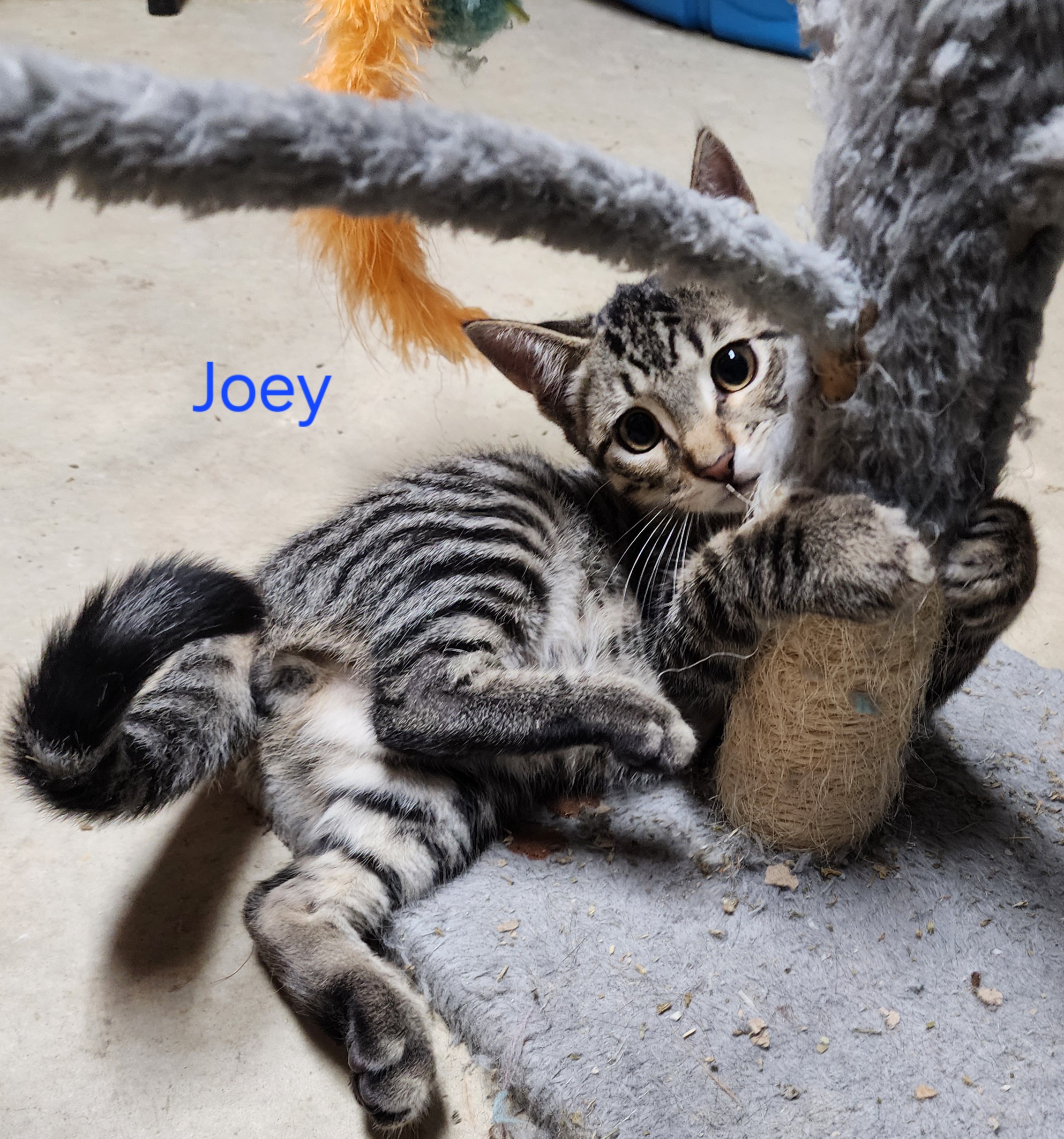 Joey, a Adoptable Domestic Short Hair in Waterloo, IA image 4/6
