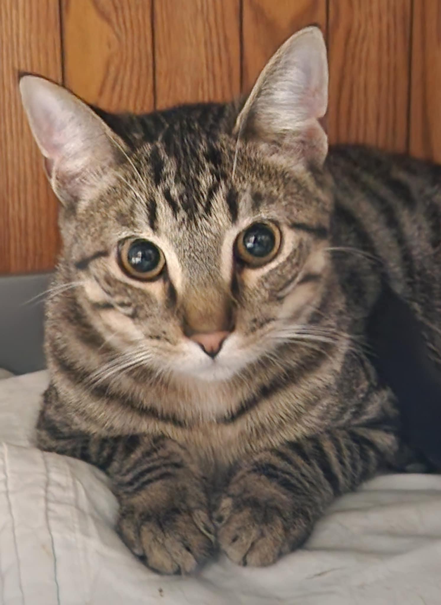 Joey, a Adoptable Domestic Short Hair in Waterloo, IA image 2/6