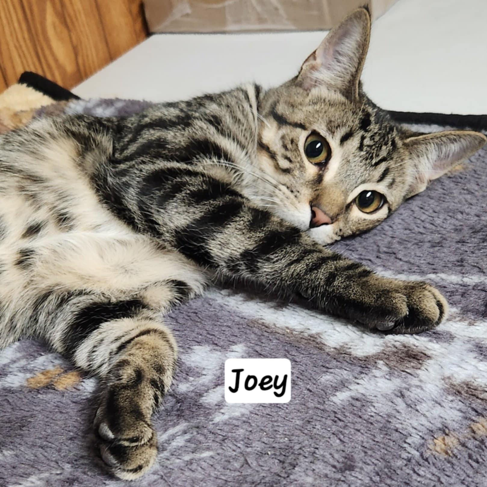 Joey, a Adoptable Domestic Short Hair in Waterloo, IA image 3/6