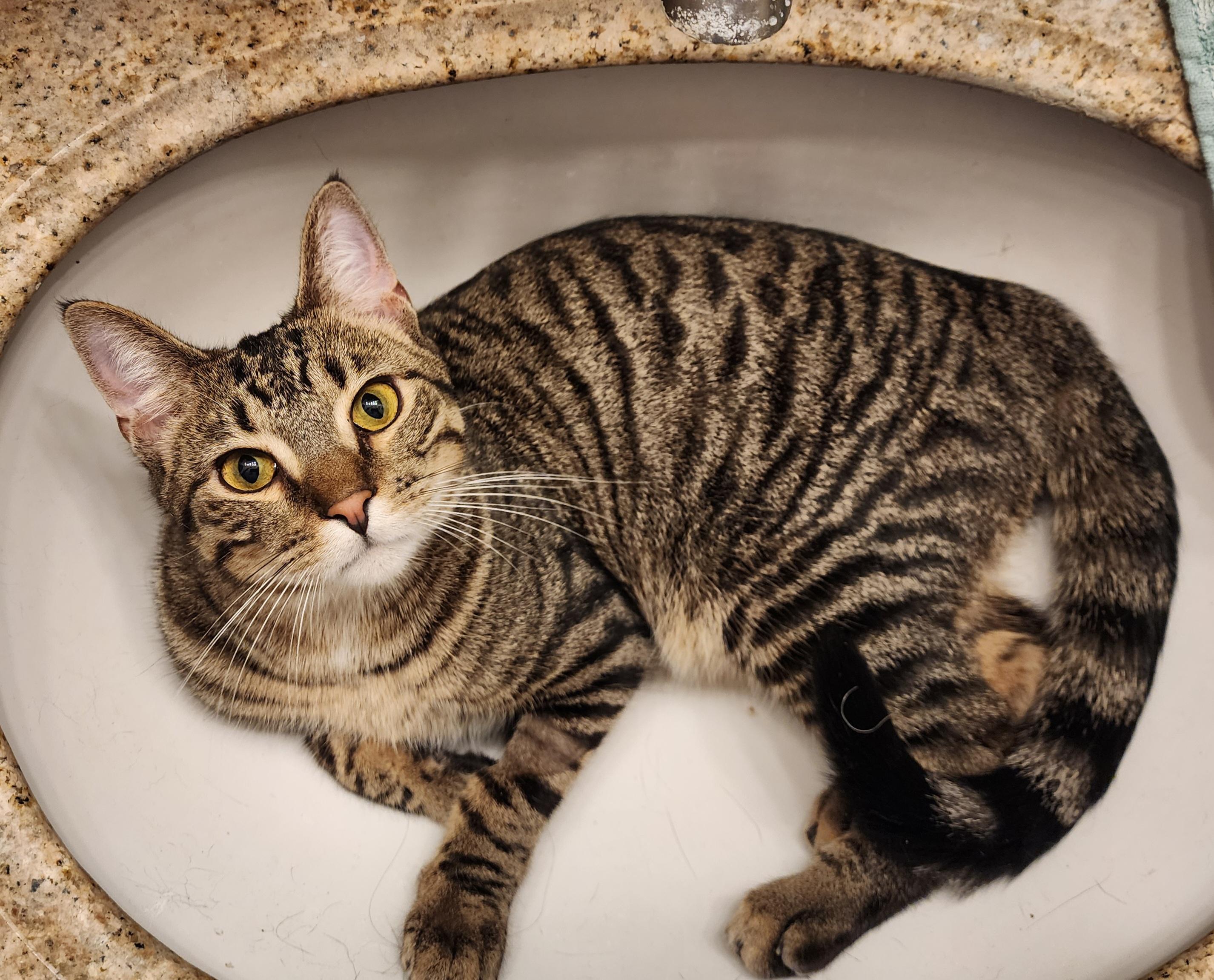 Joey, a Adoptable Domestic Short Hair in Waterloo, IA image 1/6