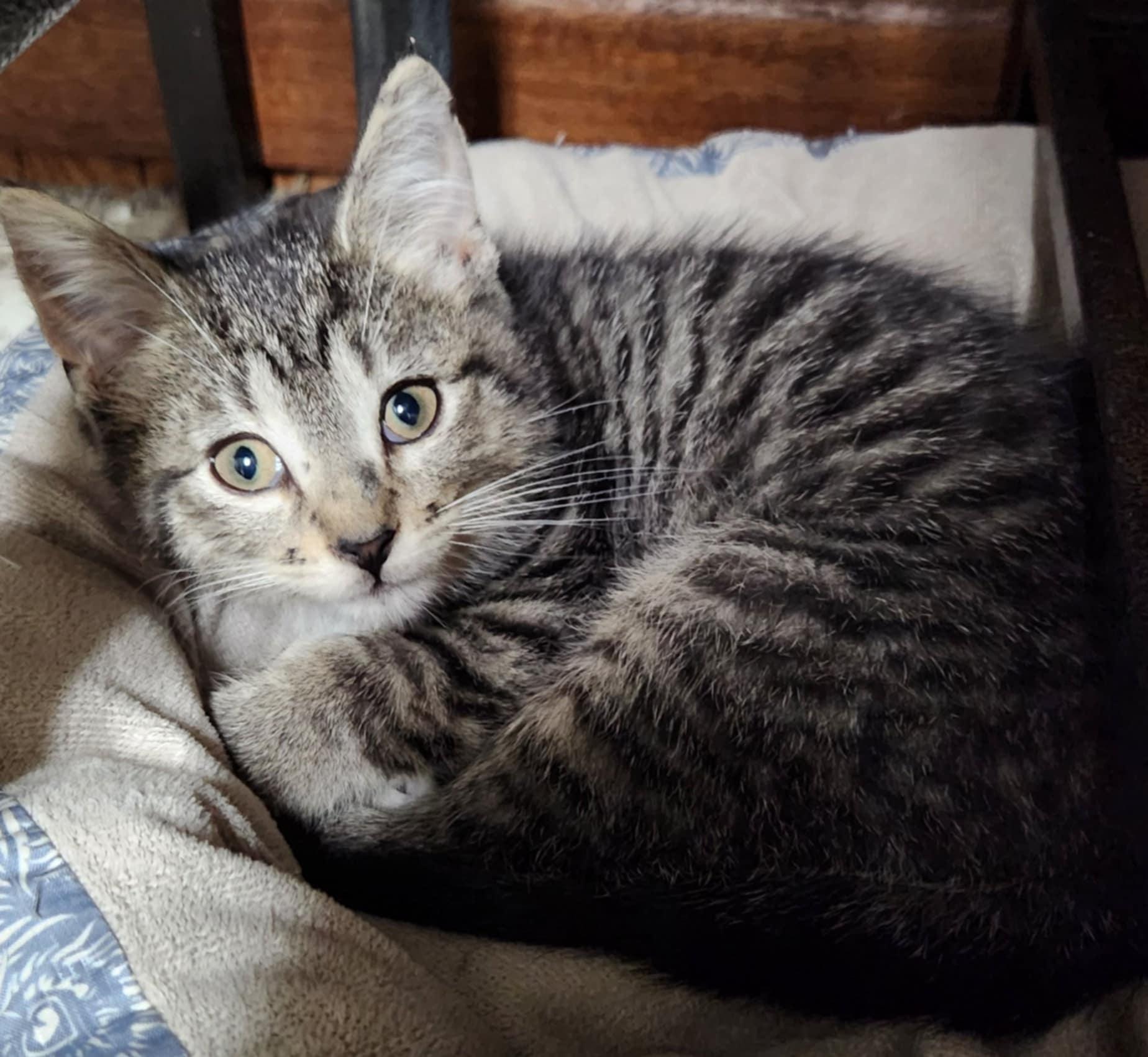 Joey, a Adoptable Domestic Short Hair in Waterloo, IA image 5/6