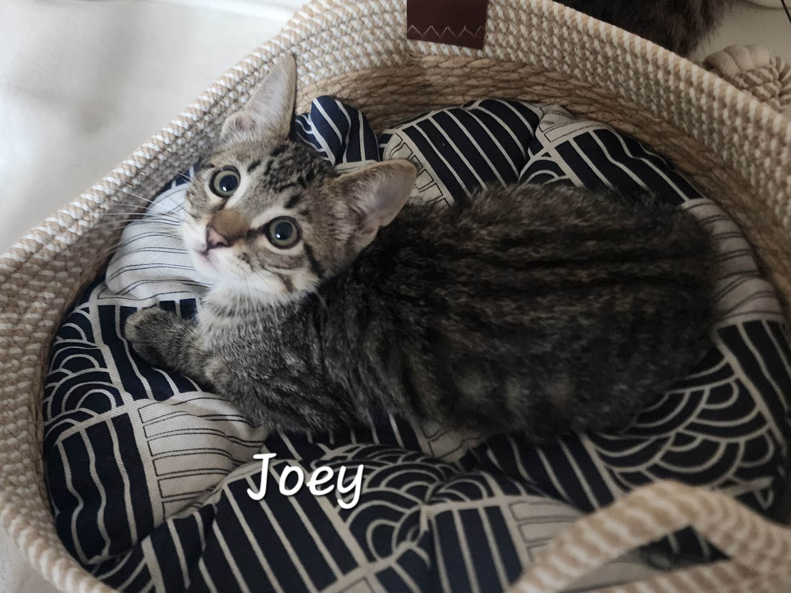 Joey, a Adoptable Domestic Short Hair in Waterloo, IA image 6/6