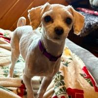Ava, ADOPTABLE, Adult Female Maltese.