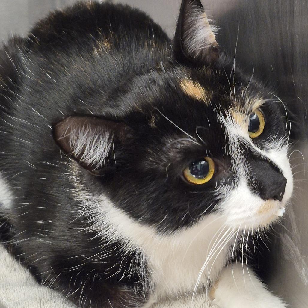 Amora, Adoptable, Adult Female Domestic Short Hair.
