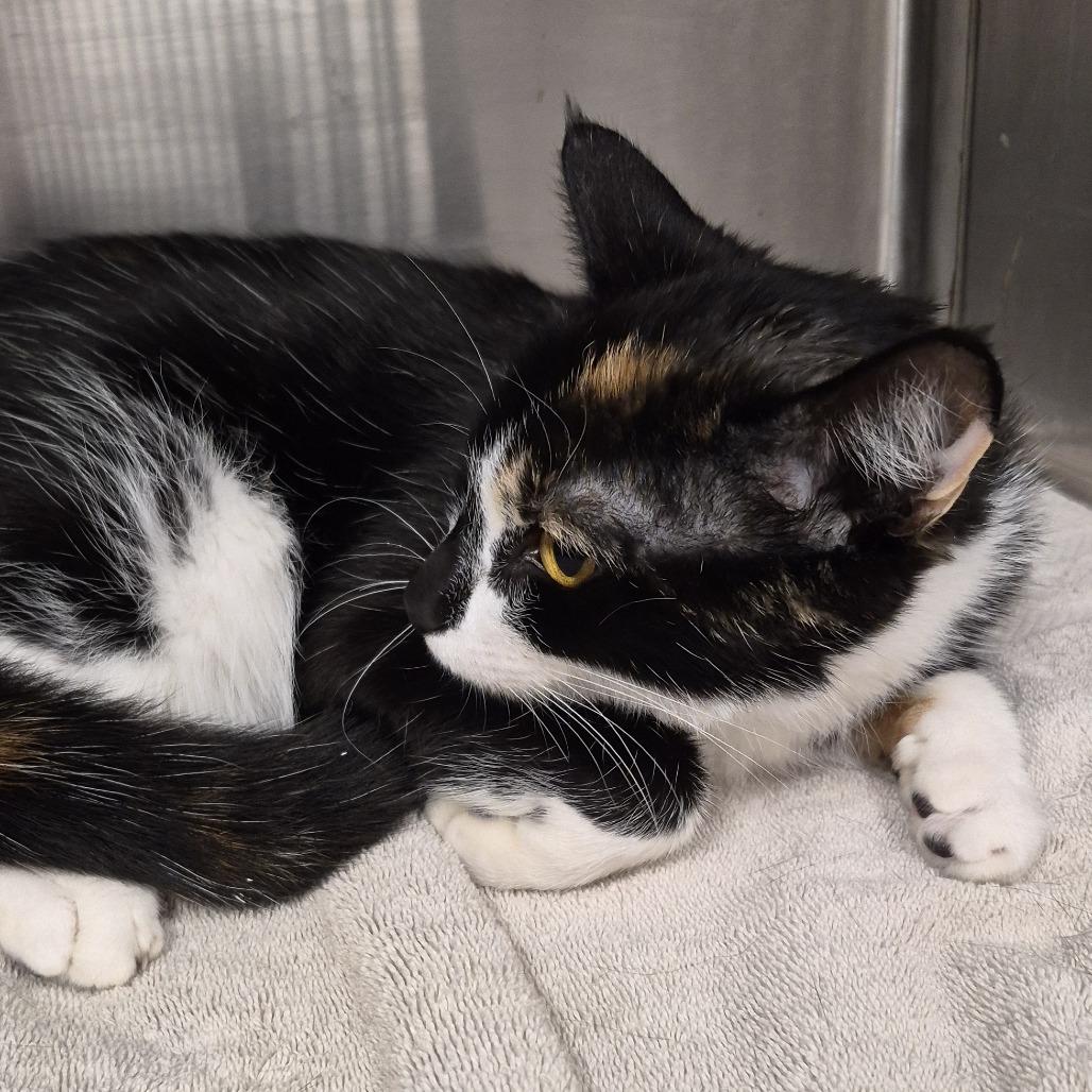 Enlarge Amora, a Adoptable Domestic Short Hair in Natick, MA image 2/3