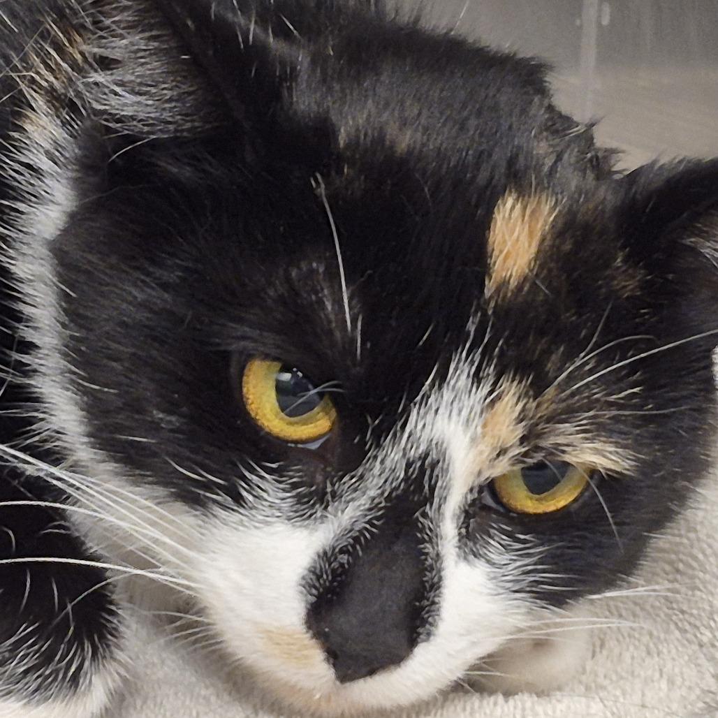 Enlarge Amora, a Adoptable Domestic Short Hair in Natick, MA image 3/3
