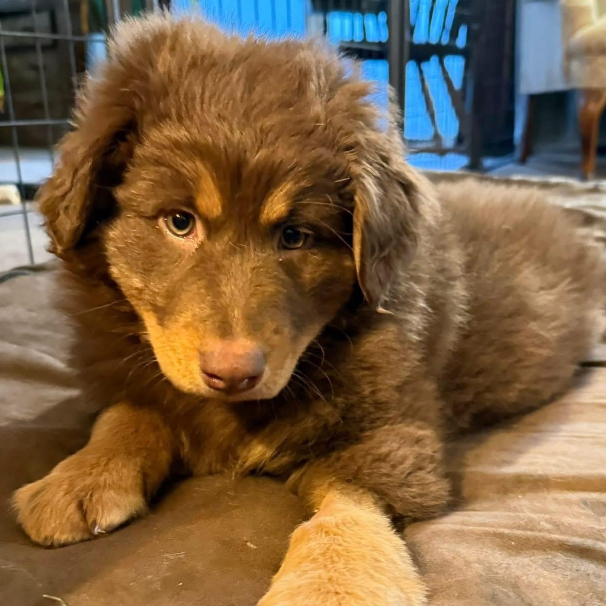 Hazel, a ADOPTABLE mixed breed in Rochester, NY image 6/6