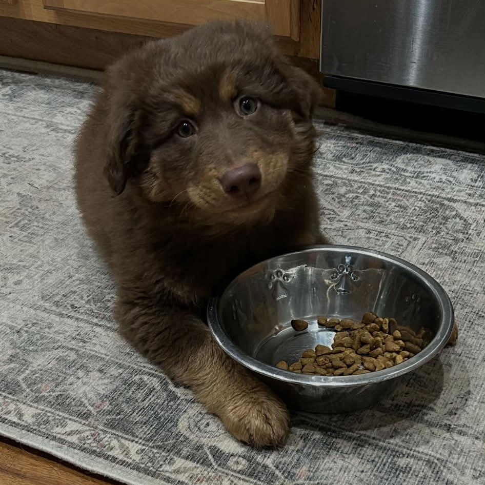 Hazel, a ADOPTABLE mixed breed in Rochester, NY image 4/6