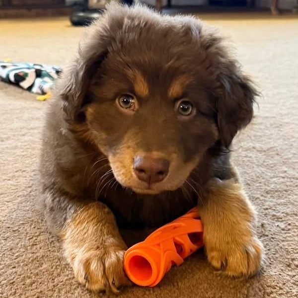 Hazel, ADOPTABLE, Puppy Female German Shepherd Dog & Labrador Retriever.
